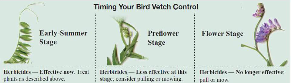 Bird vetch herbicide control