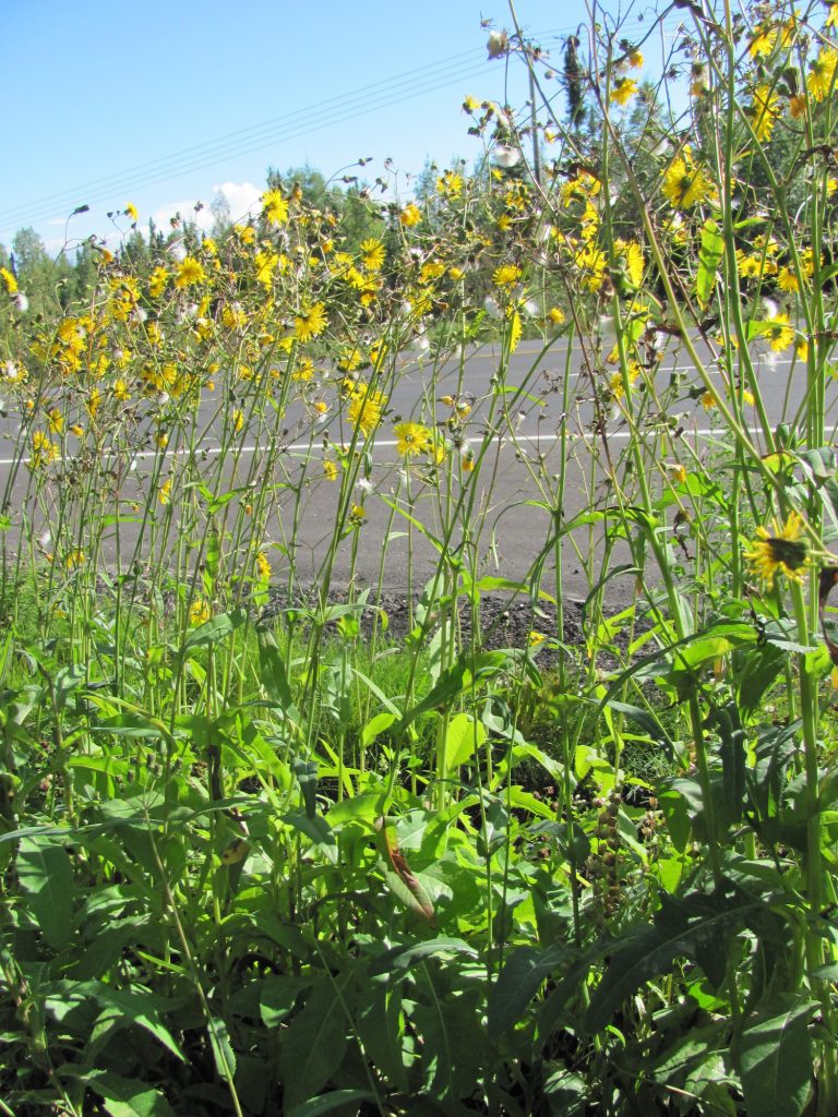 Perennial sowthistle resembles a tall gangly dandelion. Photo courtesy of Darcy Etcheverry, UAF Cooperative Extension Service.