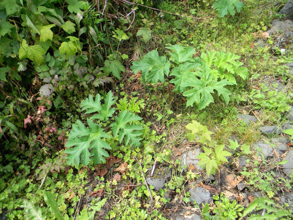 Giant hogweed on the left and cow parsnip (aka pushke) on the right. Notice the deeply divided leaves of giant hogweed. Photo courtesy Alaska Division of Agriculture.